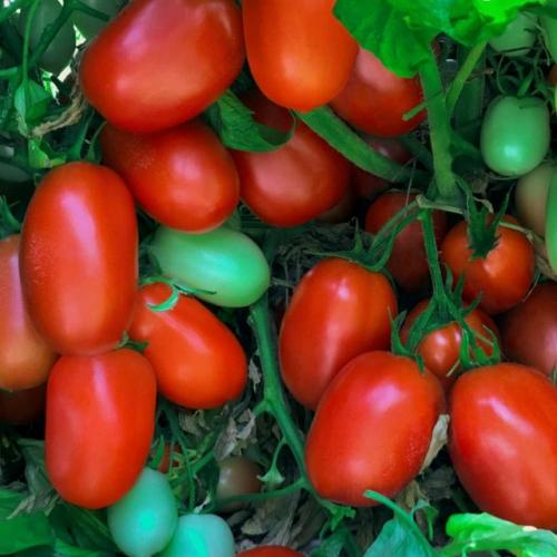 Штамбовые сорта томатов - настоящий подарок для тех, кто ценит свое время или занят на работе, но мечтает о собственном урожае.
