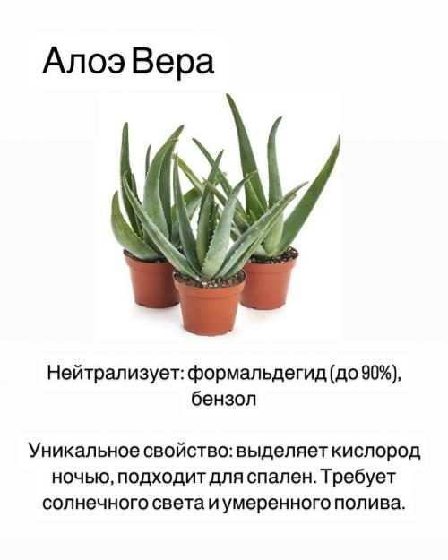 Комнатные растения - фильтры воздуха. 01