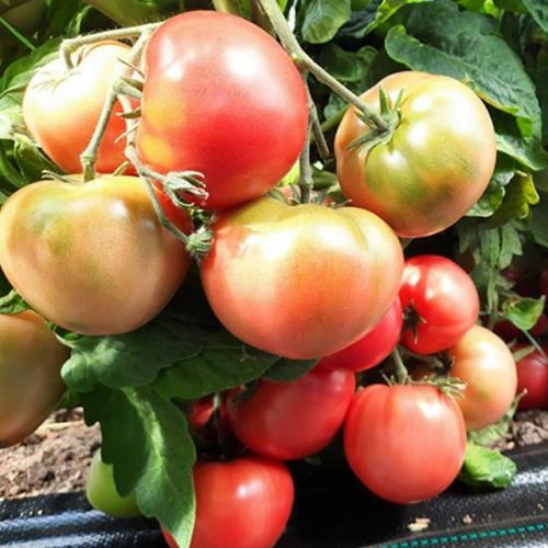 Штамбовые сорта томатов - настоящий подарок для тех, кто ценит свое время или занят на работе, но мечтает о собственном урожае. 01