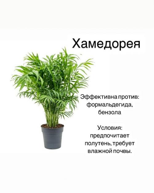 Комнатные растения - фильтры воздуха. 03