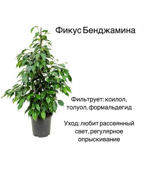 Комнатные растения - фильтры воздуха. 05