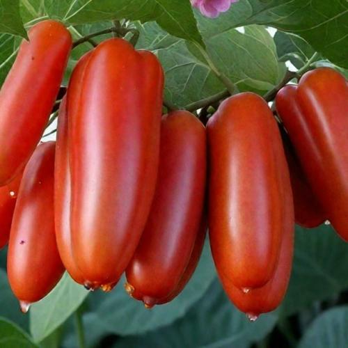 Штамбовые сорта томатов - настоящий подарок для тех, кто ценит свое время или занят на работе, но мечтает о собственном урожае. 03