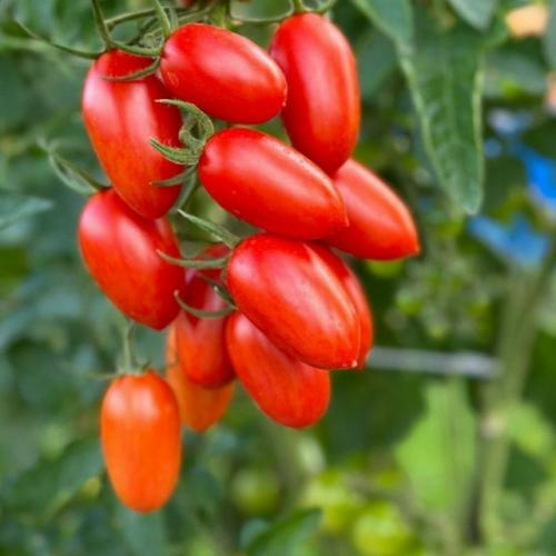 Штамбовые сорта томатов - настоящий подарок для тех, кто ценит свое время или занят на работе, но мечтает о собственном урожае. 06