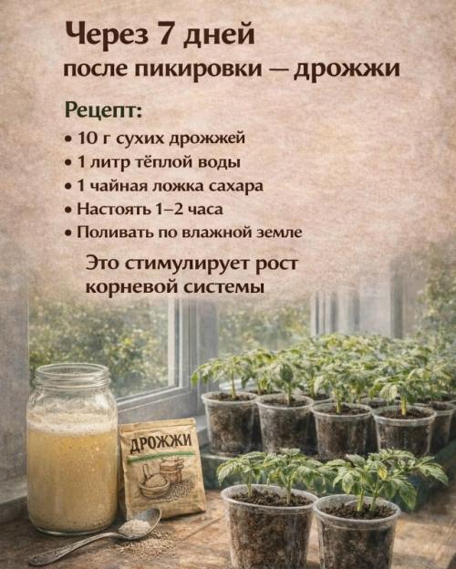 Секреты успешного выращивания рассады томатов. 01 Секреты успешного выращивания рассады томатов. 01