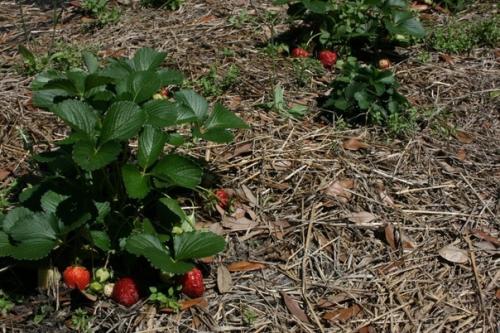 Землянику полезно мульчировать хвойным опадом.