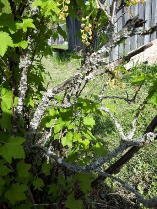 Участок вот с такой смородиной купила. 03