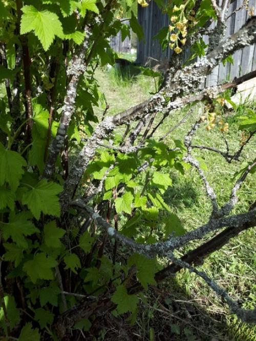 Участок вот с такой смородиной купила. 02