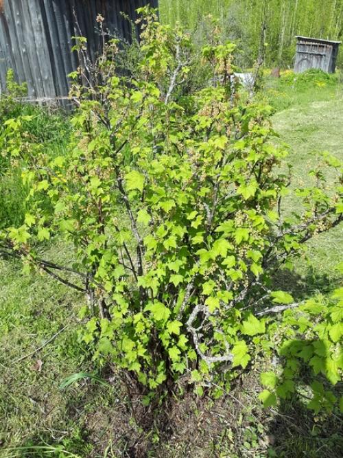 Участок вот с такой смородиной купила.