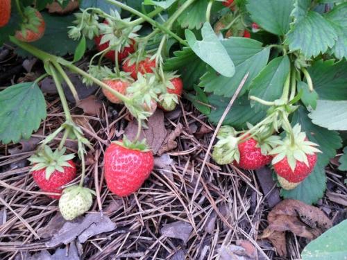 Землянику полезно мульчировать хвойным опадом. 01