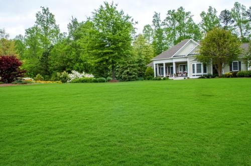 Всем добрый вечер купили участок, весь запущенный в сорняках.  