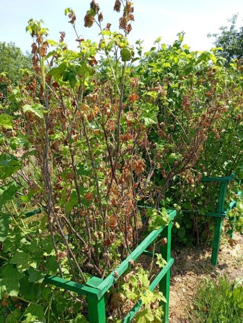 Добрый день!  Может подскажете, что может быть? 04