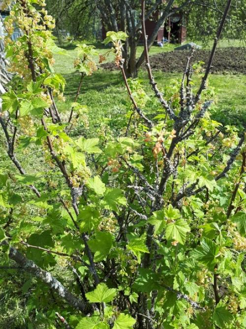 Участок вот с такой смородиной купила. 01