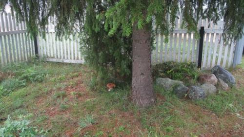 Вы только посмотрите, какой красавец вымахал, прям на участке! 01