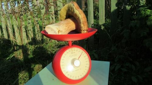 Вы только посмотрите, какой красавец вымахал, прям на участке! 02