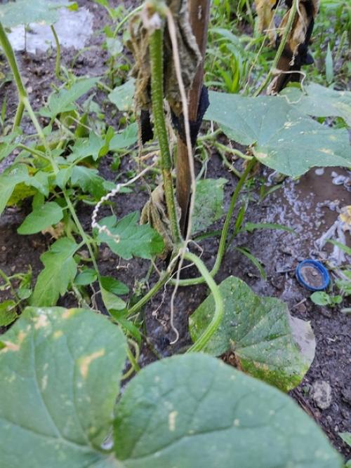 Подскажите, высадили огурцы, все было отлично. 04