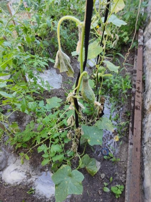 Подскажите, высадили огурцы, все было отлично. 01