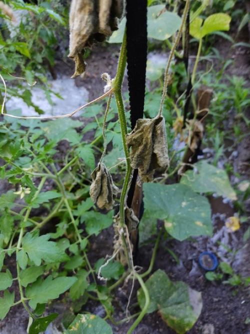 Подскажите, высадили огурцы, все было отлично. 03