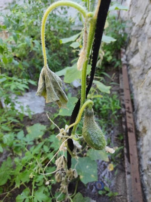 Подскажите, высадили огурцы, все было отлично. 02