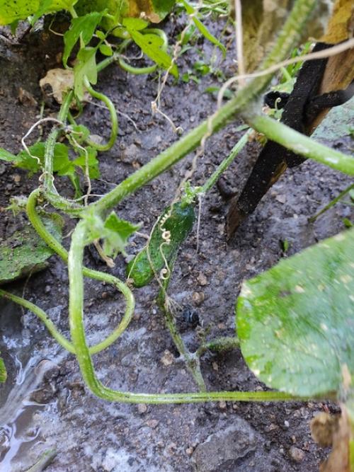 Подскажите, высадили огурцы, все было отлично. 05