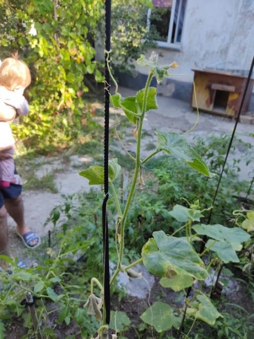 Подскажите, высадили огурцы, все было отлично.