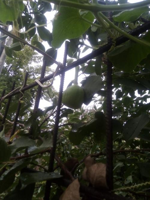 Помогите!  Подскажите, может кто знает, что с моей бутылочной лагинарией случилось, чего не хватает? 03