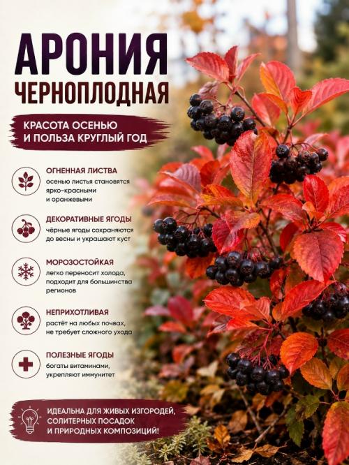 Осенью сад может быть не менее красивым, чем летом. 05 Осенью сад может быть не менее красивым, чем летом. 05