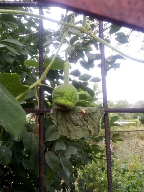 Помогите!  Подскажите, может кто знает, что с моей бутылочной лагинарией случилось, чего не хватает?