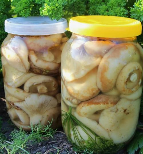 Солёные грузди - как вкусно засолить. 02 Солёные грузди - как вкусно засолить. 02