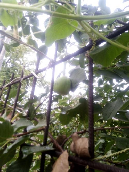 Помогите!  Подскажите, может кто знает, что с моей бутылочной лагинарией случилось, чего не хватает? 01