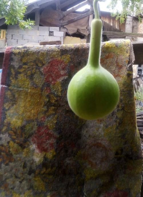 Помогите!  Подскажите, может кто знает, что с моей бутылочной лагинарией случилось, чего не хватает? 02