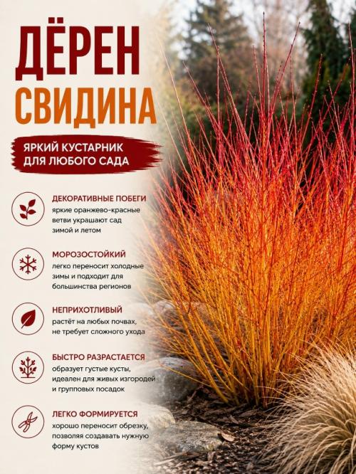 Осенью сад может быть не менее красивым, чем летом. 07 Осенью сад может быть не менее красивым, чем летом. 07