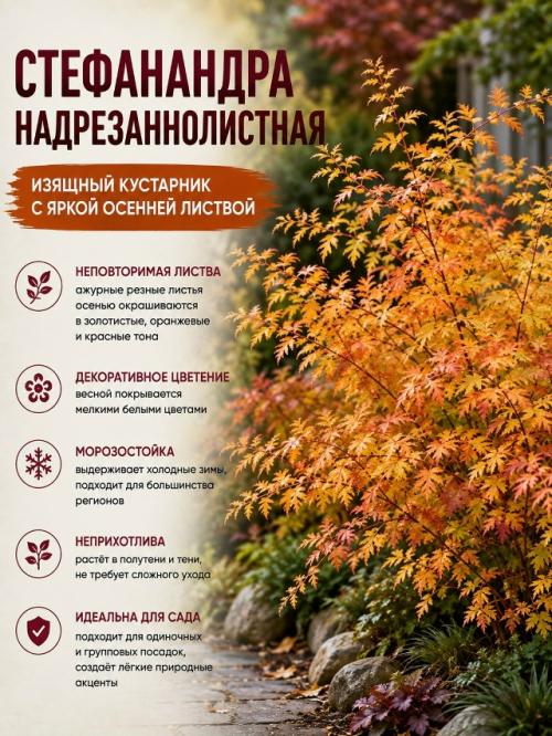 Осенью сад может быть не менее красивым, чем летом. 08 Осенью сад может быть не менее красивым, чем летом. 08