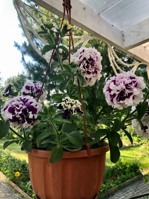 Любимый райский уголок. 05