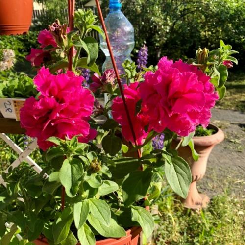 Любимый райский уголок. 06