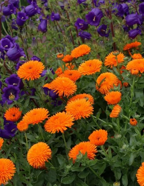 Календула - ваш верный союзник в саду. 02