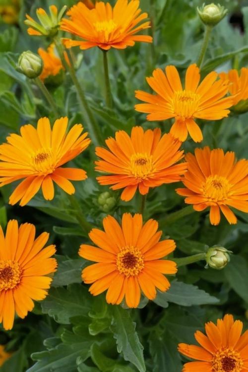 Календула - ваш верный союзник в саду.
