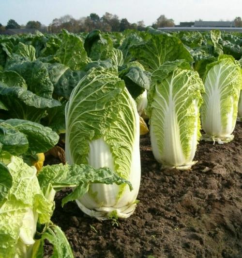 Секреты успешного выращивания пекинской капусты. 01