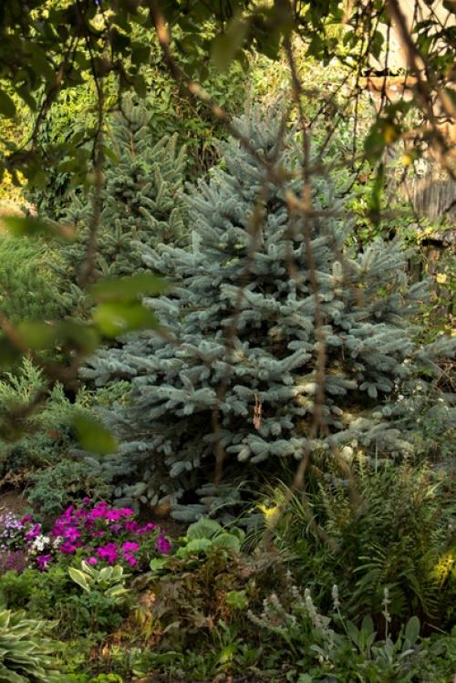 Голубые елочки быстро приживутся! 01