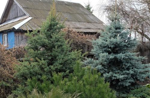 Голубые елочки быстро приживутся!