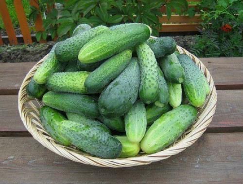 5 проверенных летних рецептов для поддержания здоровья ваших огурцов, которые помогут справиться с распространенными недугами. 02