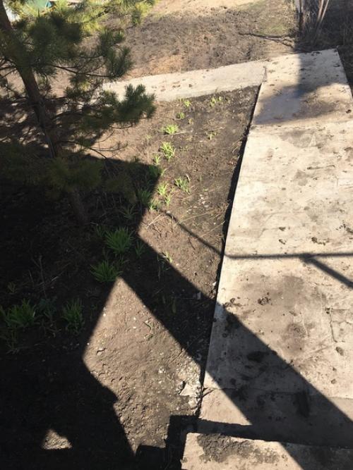 Здравствуйте, посоветуйте что можно посадить многолетнее и низкорослое?