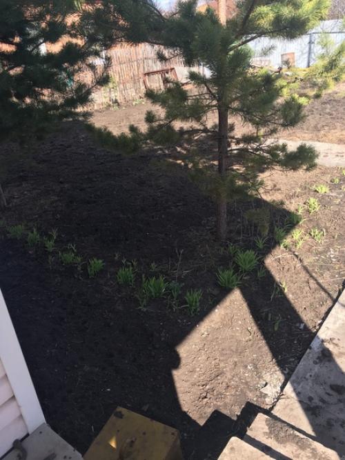 Здравствуйте, посоветуйте что можно посадить многолетнее и низкорослое? 02