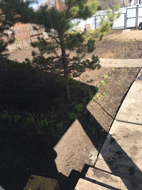 Здравствуйте, посоветуйте что можно посадить многолетнее и низкорослое? 03