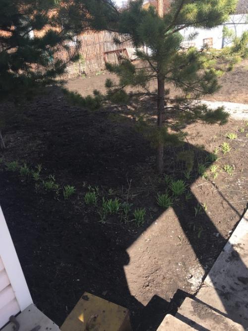 Здравствуйте, посоветуйте что можно посадить многолетнее и низкорослое? 01