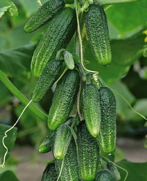 5 проверенных летних рецептов для поддержания здоровья ваших огурцов, которые помогут справиться с распространенными недугами. 
