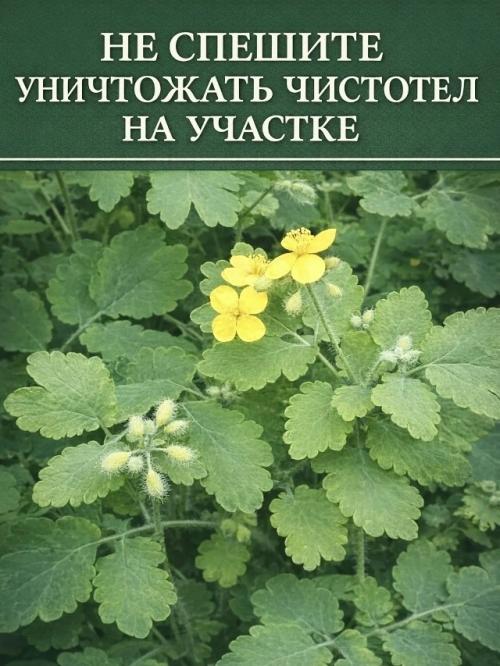 Польза чистотела на загородном участке.
