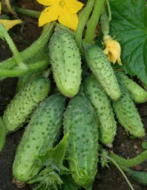 5 проверенных летних рецептов для поддержания здоровья ваших огурцов, которые помогут справиться с распространенными недугами. 01