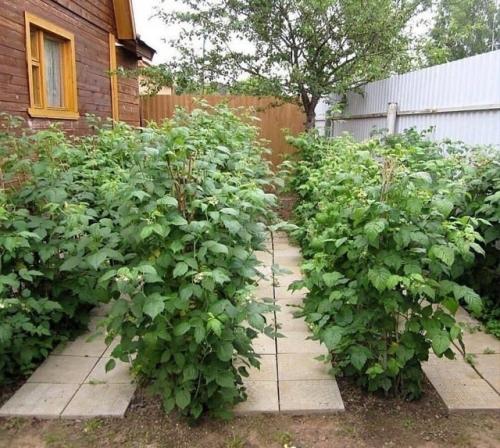 Отличное обустройство малинового садика. 03