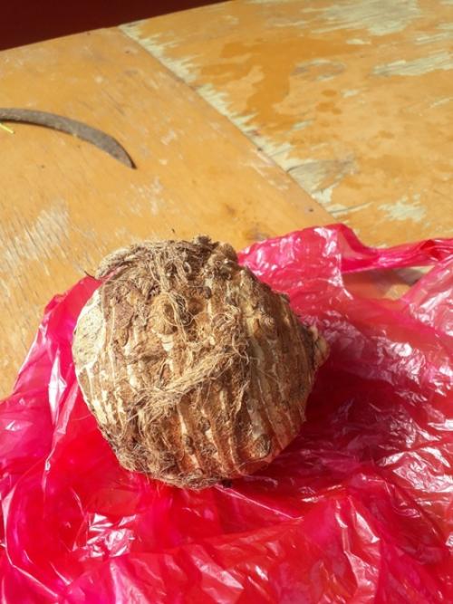 Народ спасайте!  Вот такой клубень достался. 02