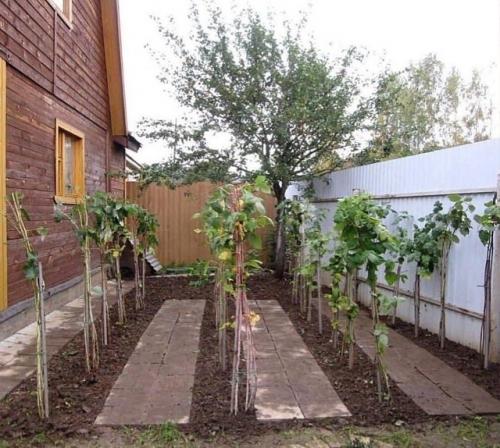 Отличное обустройство малинового садика. 01